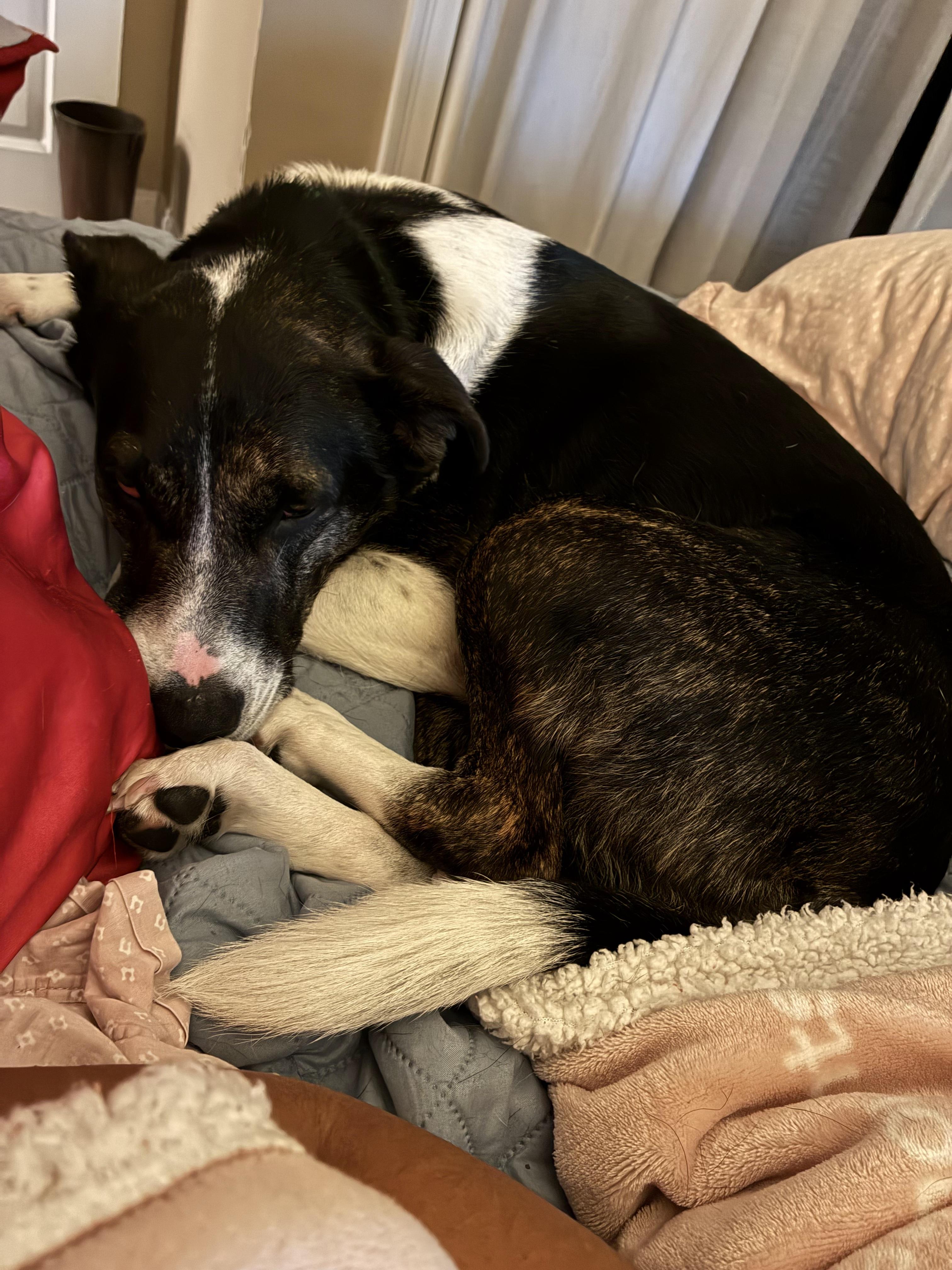 Rosie In Foster , a ADOPTABLE mixed breed in Jefferson, LA image 3/6