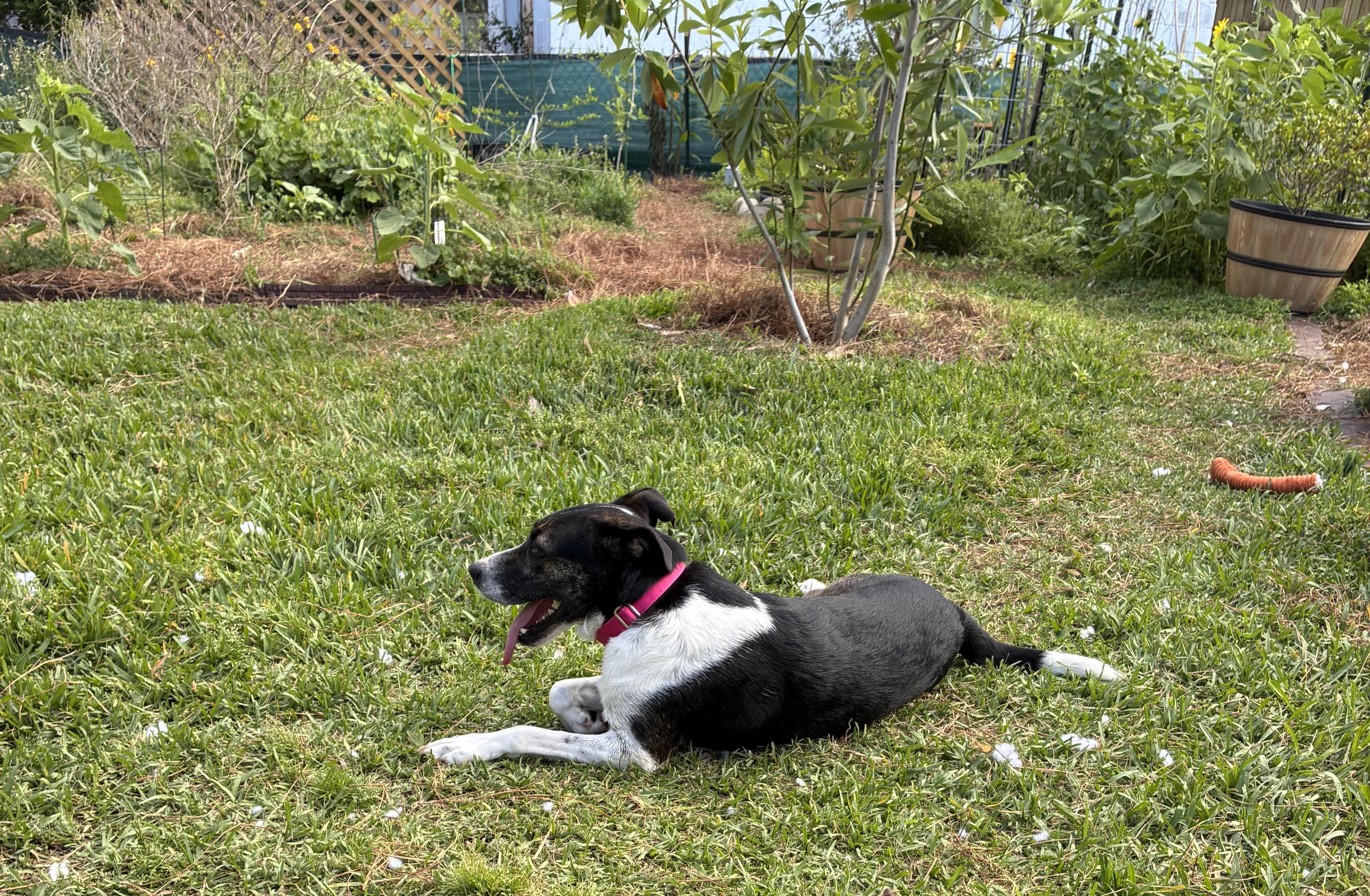 Rosie In Foster , a ADOPTABLE mixed breed in Jefferson, LA image 2/6