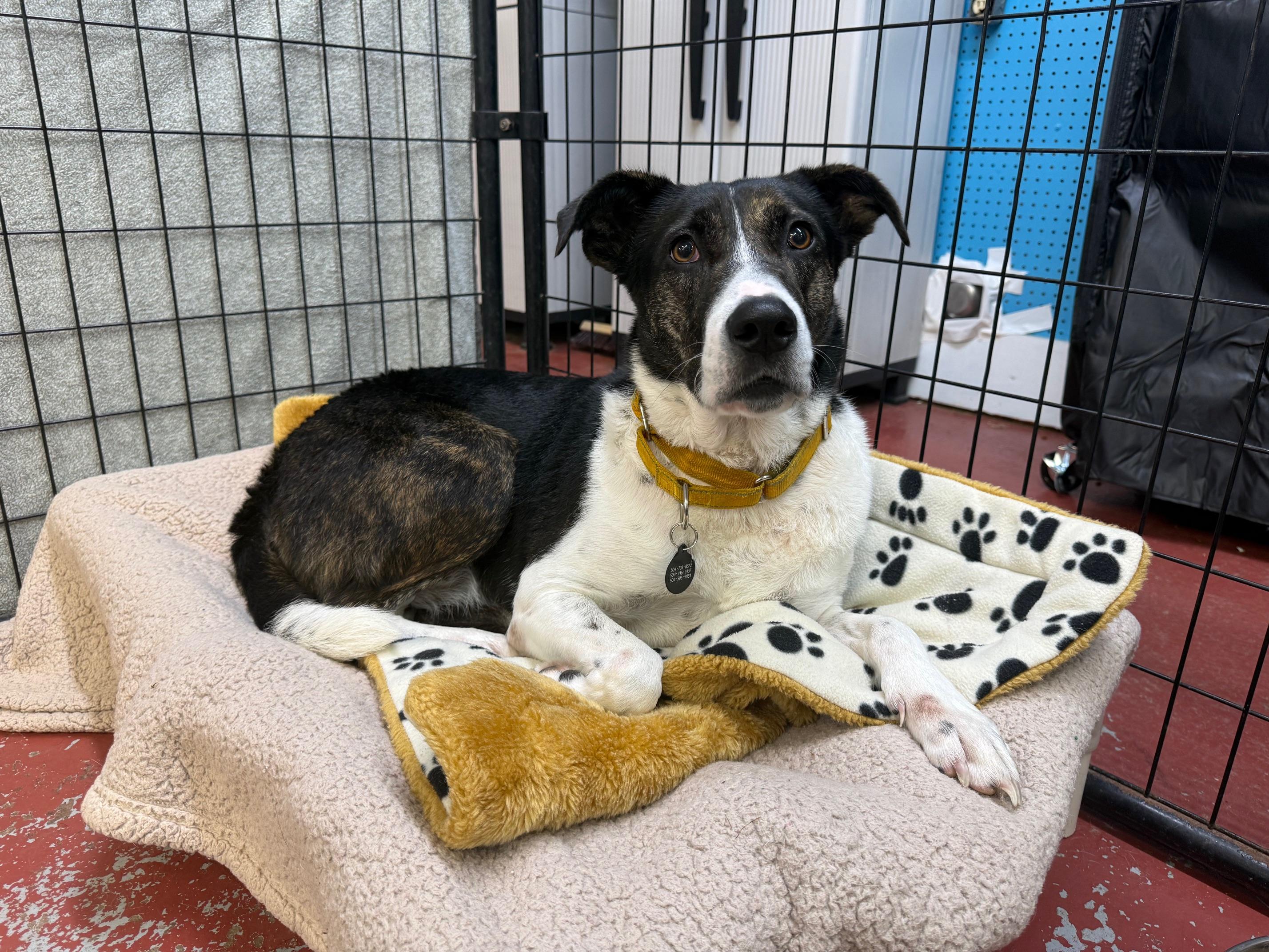 Enlarge Rosie In A Foster Home, a ADOPTABLE mixed breed in Jefferson, LA image 3/3