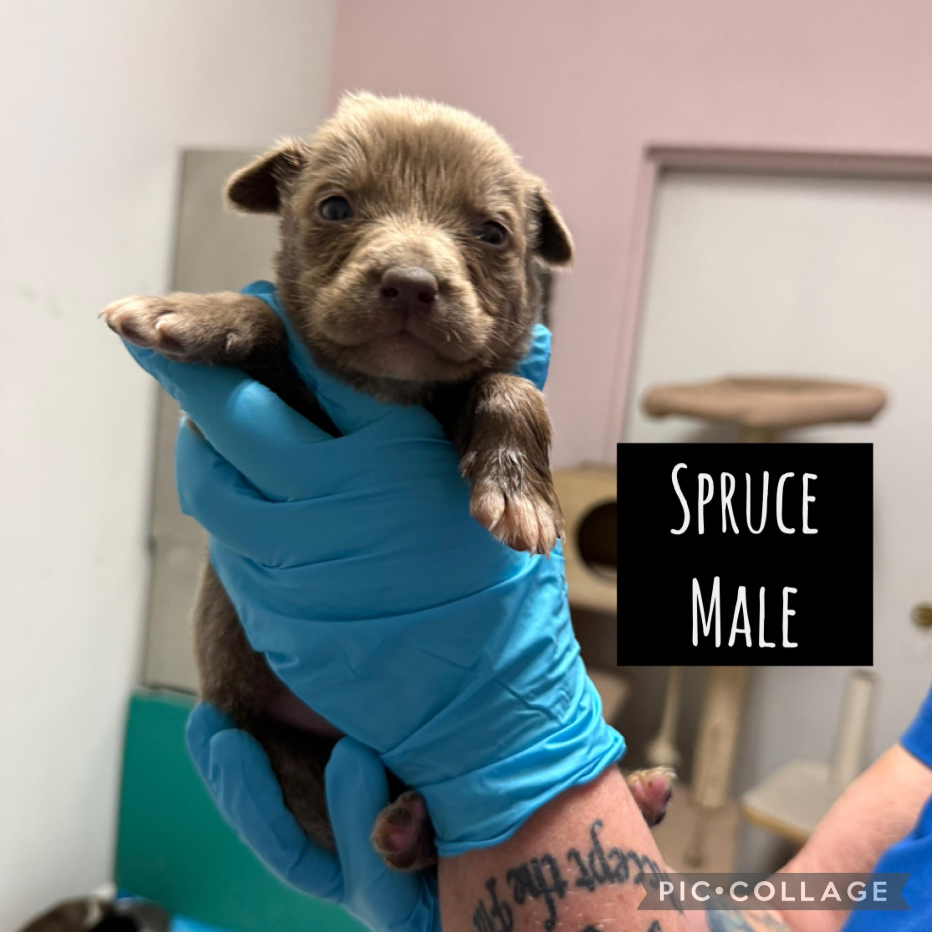 Holiday puppies ready Dec 31 (male), a Adoptable Mixed Breed in Norfolk, VA image 6/6