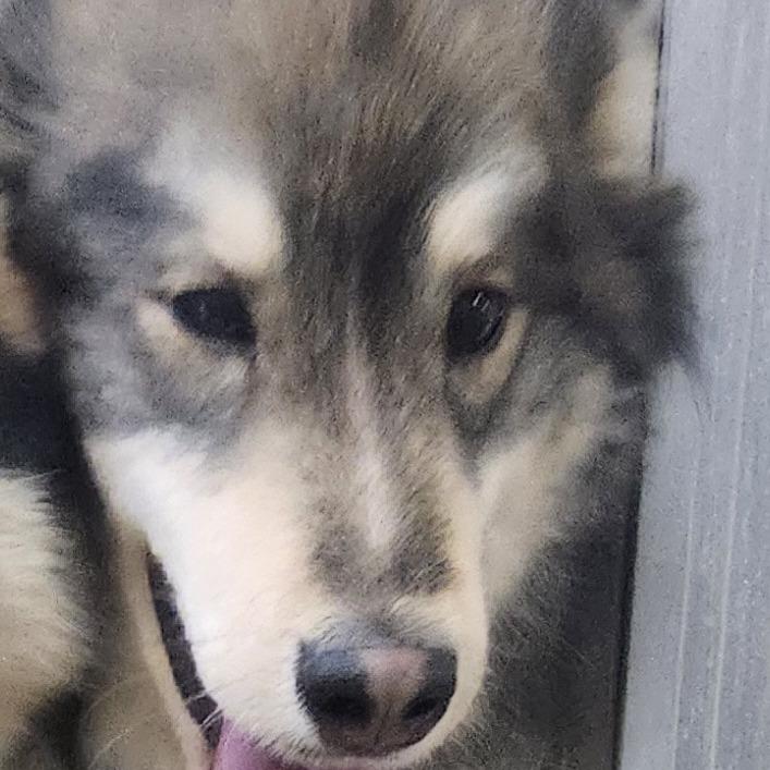 Enlarge Meeko, a Adoptable mixed breed in Muncie, IN image 1/1