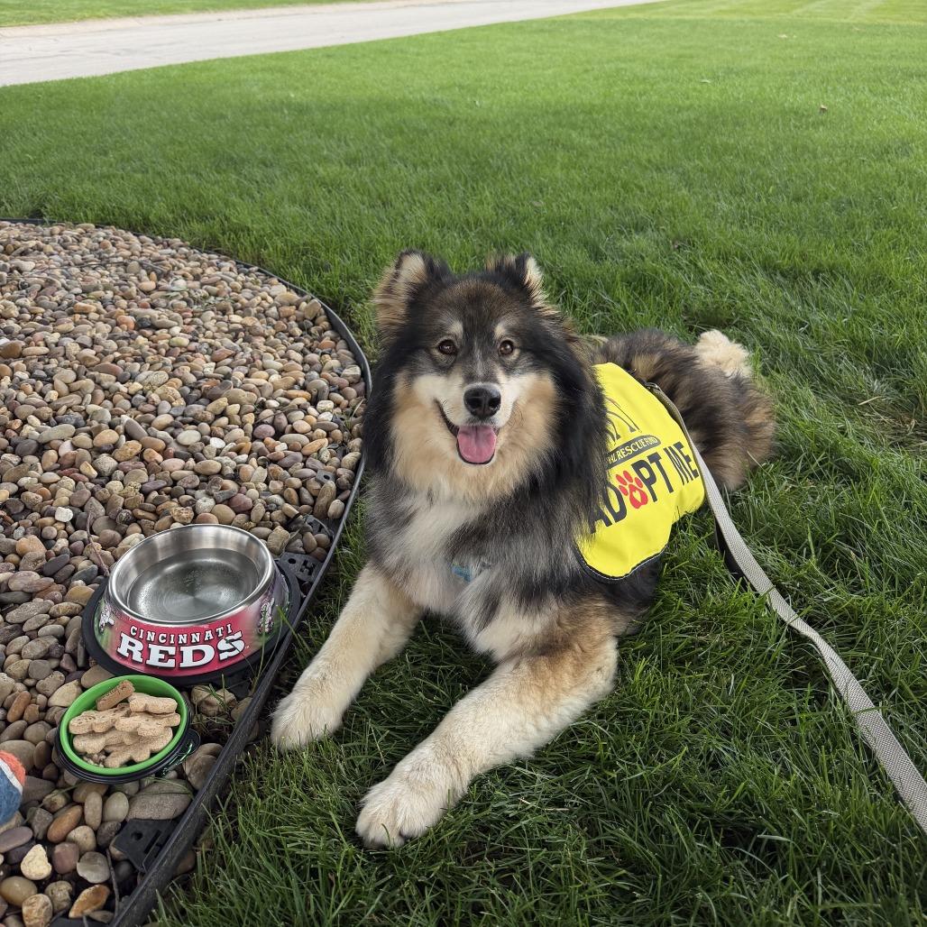 Enlarge Meeko, a Adoptable mixed breed in Muncie, IN image 2/4