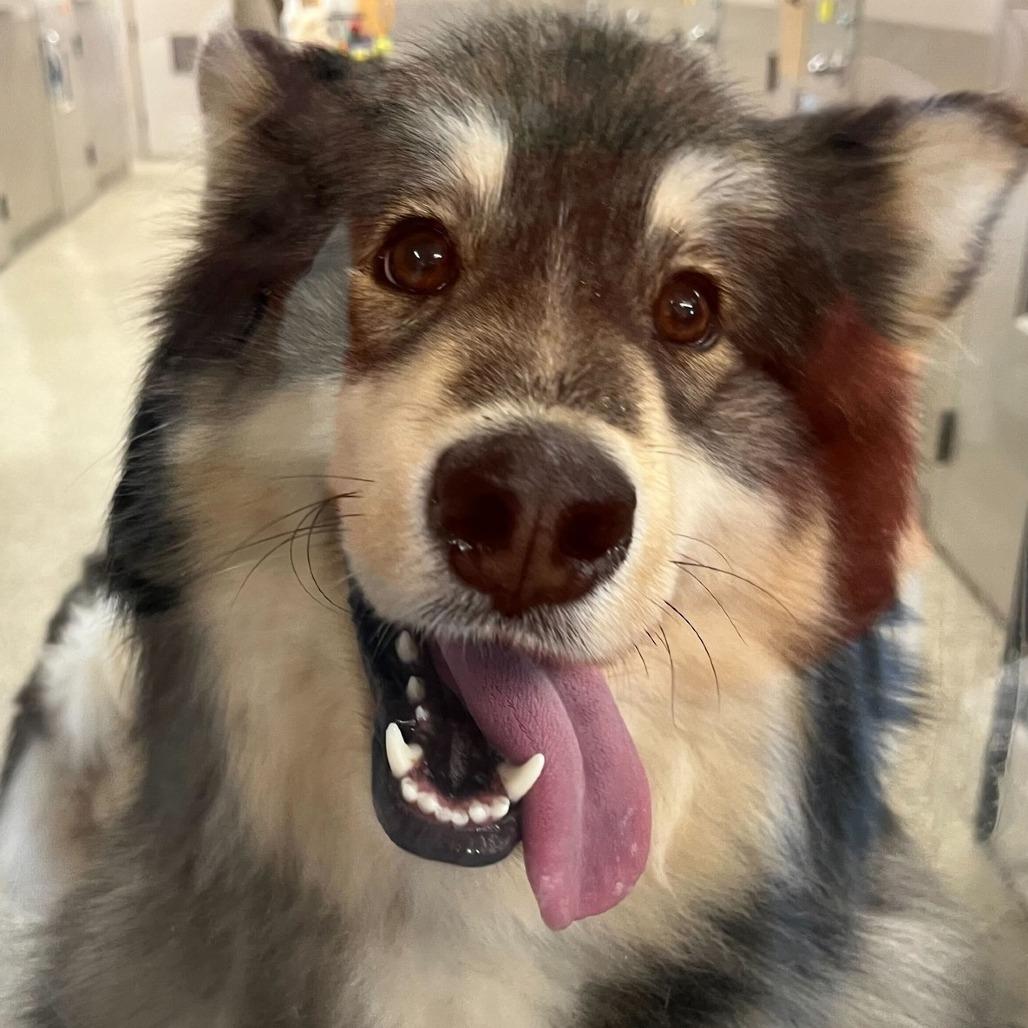Enlarge Meeko, a Adoptable mixed breed in Muncie, IN image 3/3