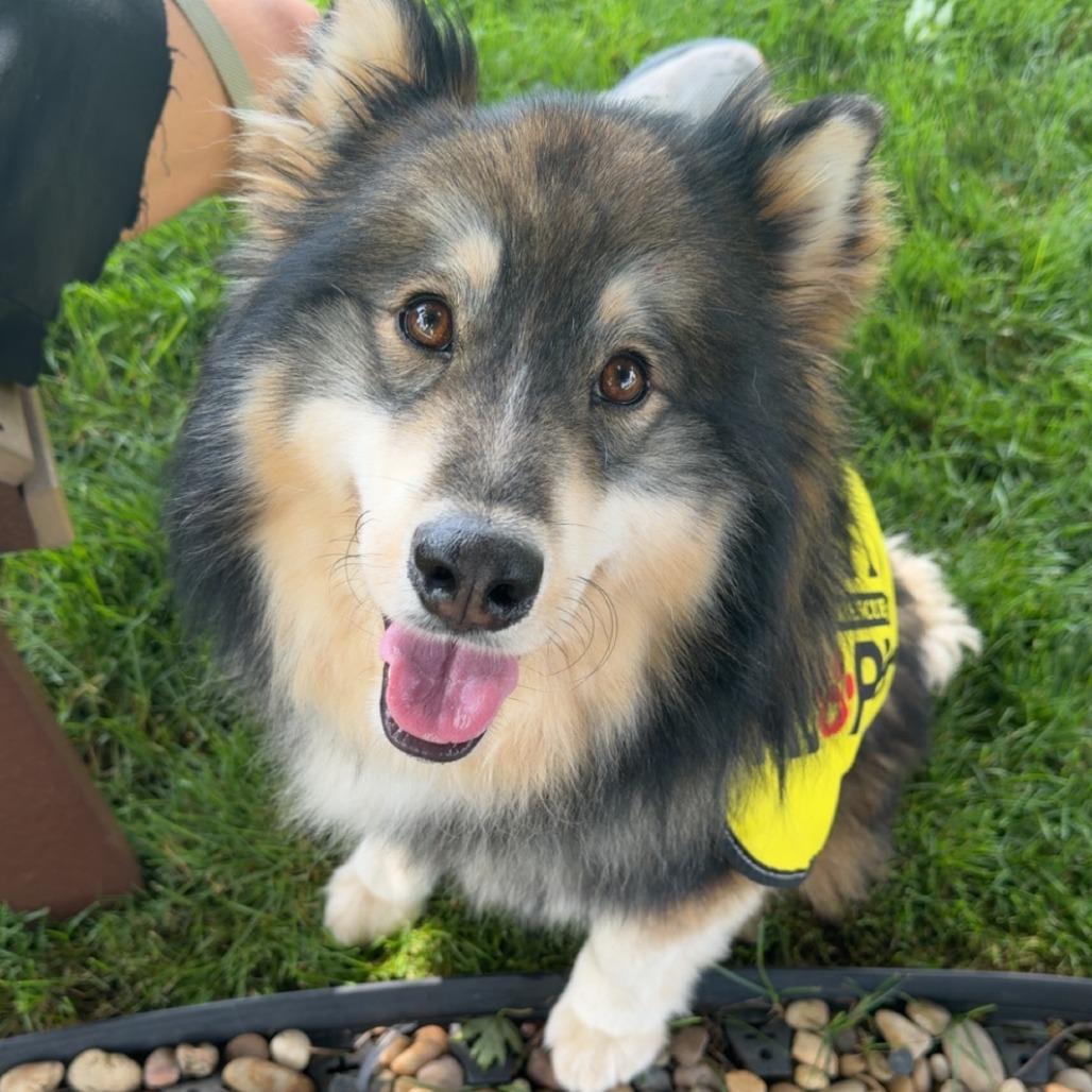 Enlarge Meeko, a Adoptable mixed breed in Muncie, IN image 3/4