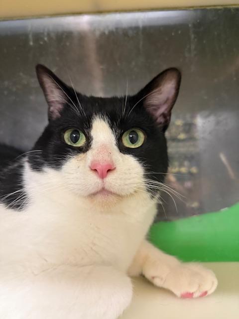 Enlarge Gabe, a Adoptable Domestic Short Hair in Cleveland, OH image 2/4