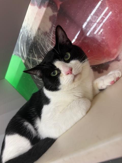 Enlarge Gabe, a Adoptable Domestic Short Hair in Cleveland, OH image 3/4