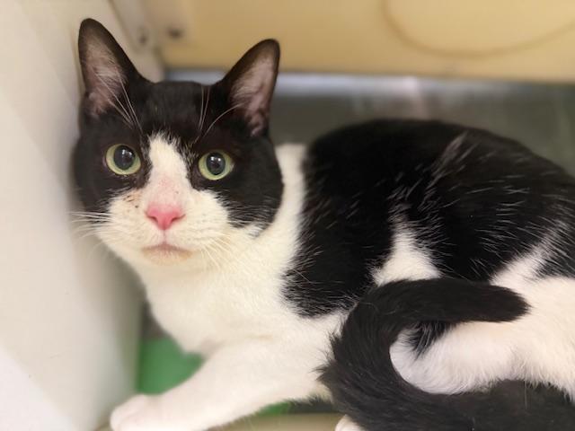 Enlarge Gabe, a Adoptable Domestic Short Hair in Cleveland, OH image 4/4