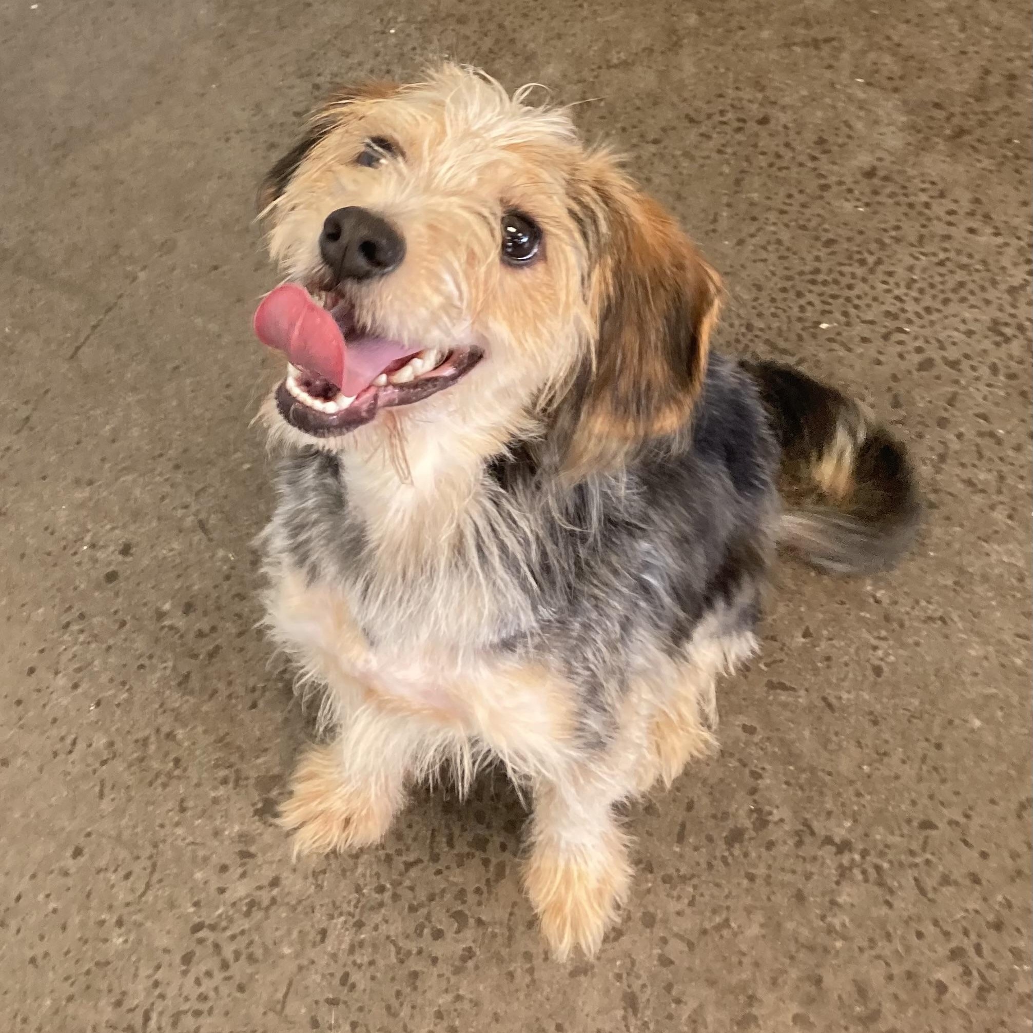 Enlarge Jameson, an adopted Mixed Breed in Mishawaka, IN image 3/3