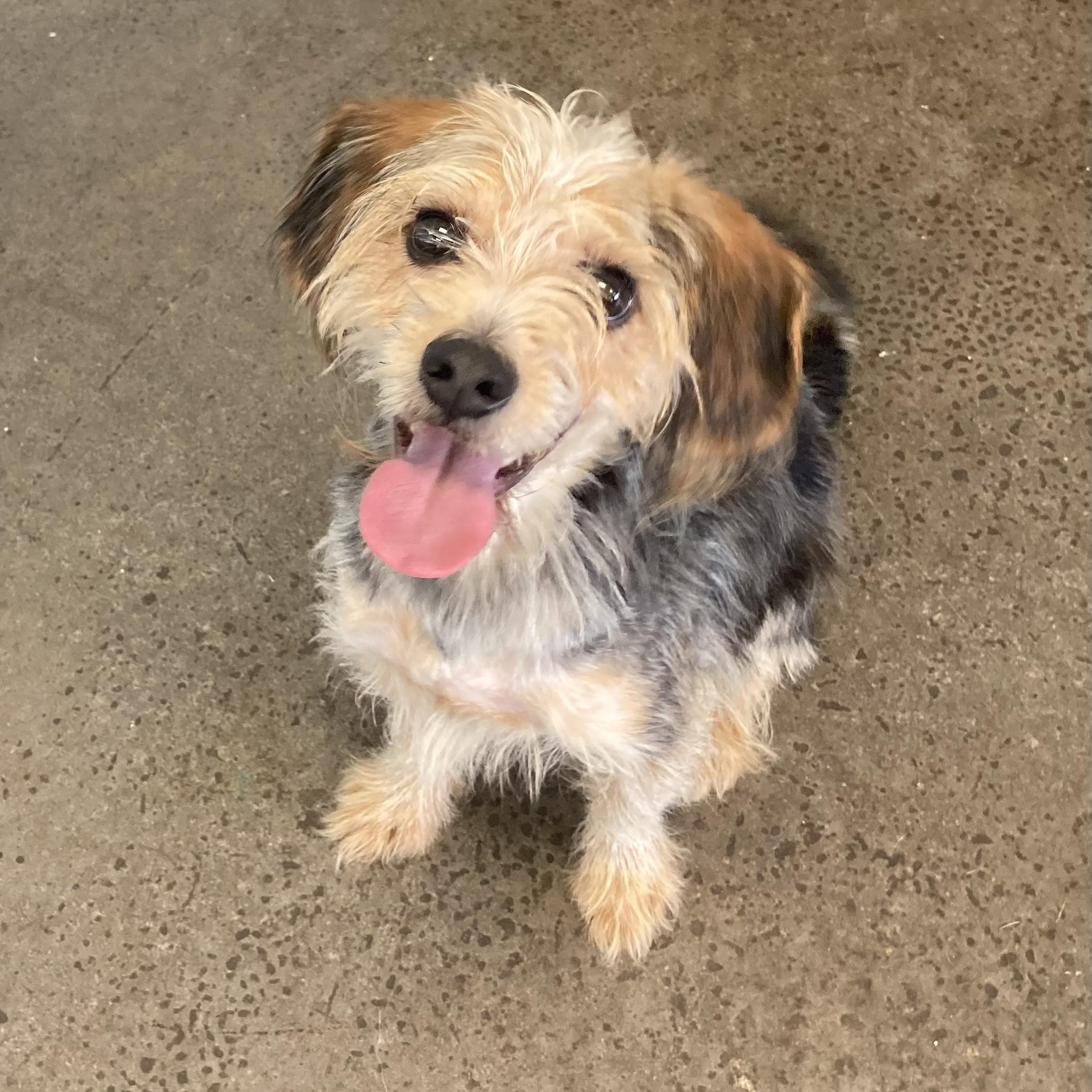 Enlarge Jameson, an adopted Mixed Breed in Mishawaka, IN image 2/3