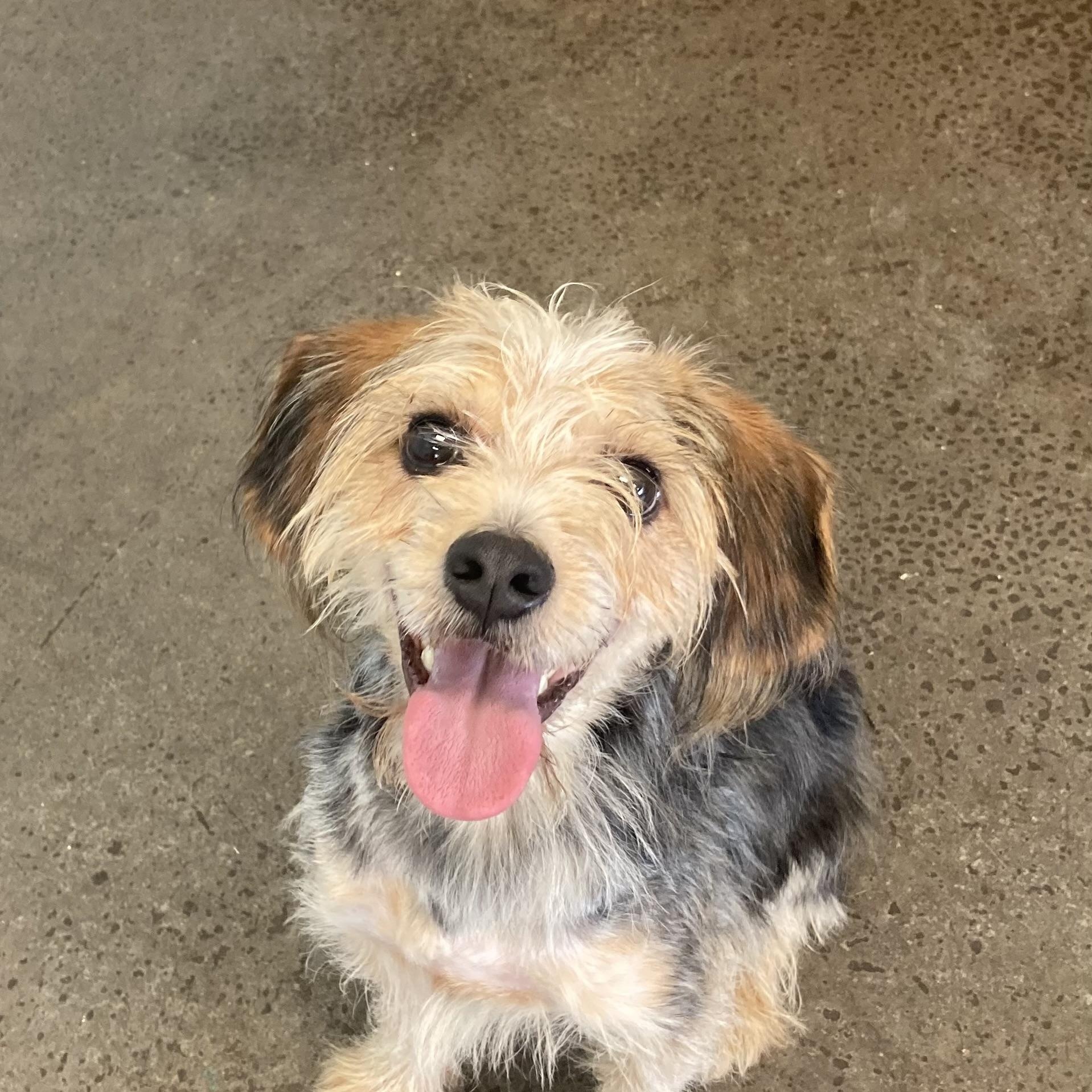 Jameson, adopted, Young Male Mixed Breed.