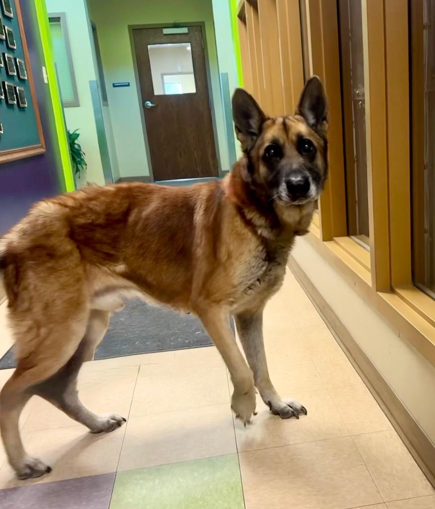 Enlarge Optimus Prime, a Adoptable German Shepherd Dog in Little Rock, AR image 1/5