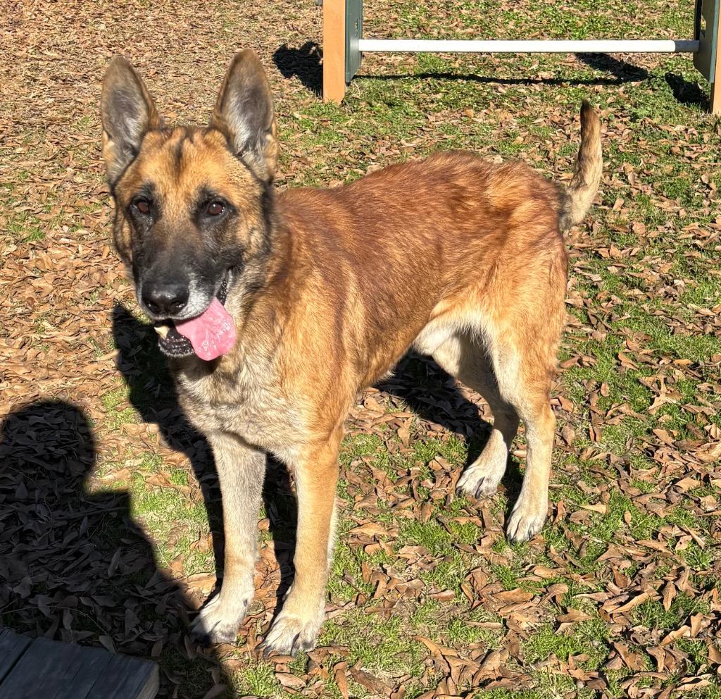 Enlarge Optimus Prime, a Adoptable German Shepherd Dog in Little Rock, AR image 2/5