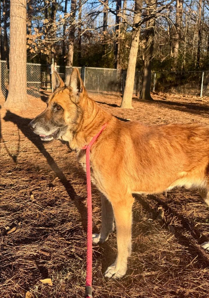 Enlarge Optimus Prime, a Adoptable German Shepherd Dog in Little Rock, AR image 3/5