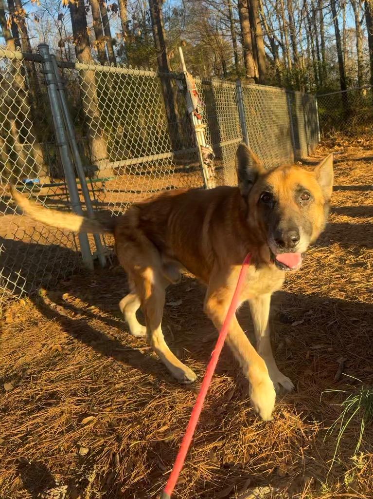 Enlarge Optimus Prime, a Adoptable German Shepherd Dog in Little Rock, AR image 5/5