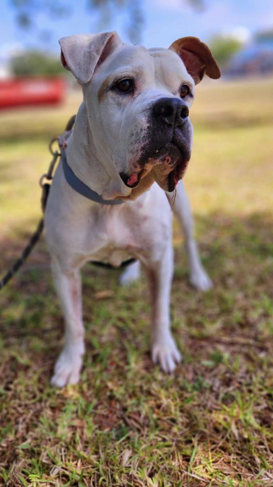 Elfie, Adoptable, Senior Female Mixed Breed.