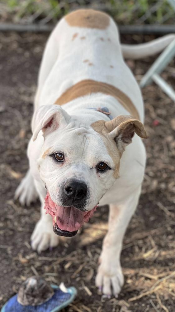 Enlarge Elfie, a Adoptable mixed breed in Lakeland, FL image 3/6