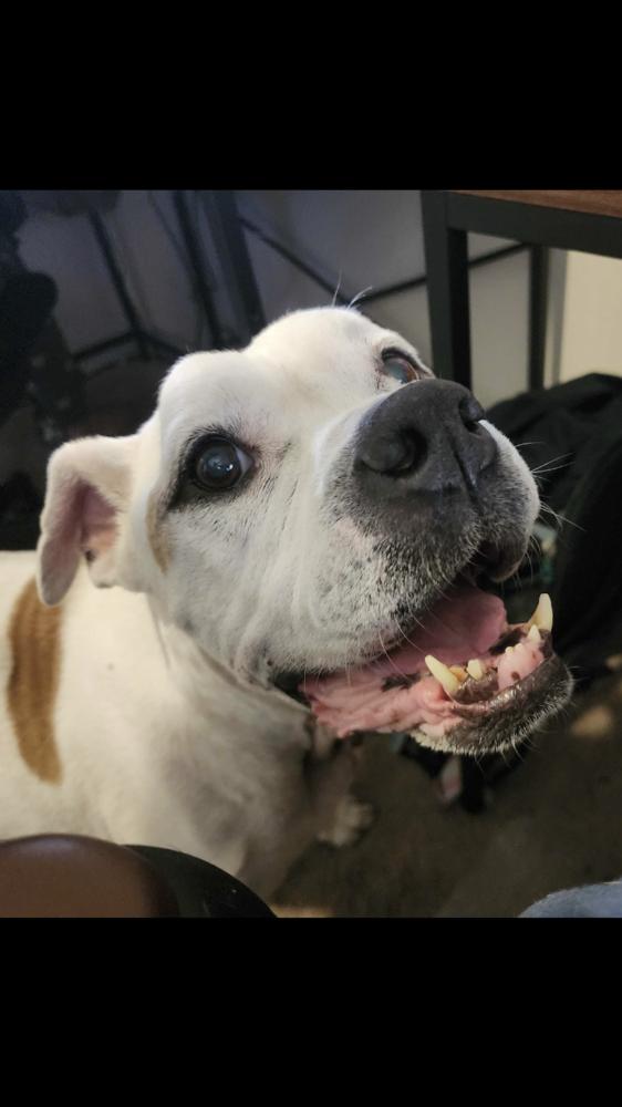 Enlarge Elfie, a Adoptable mixed breed in Lakeland, FL image 5/6