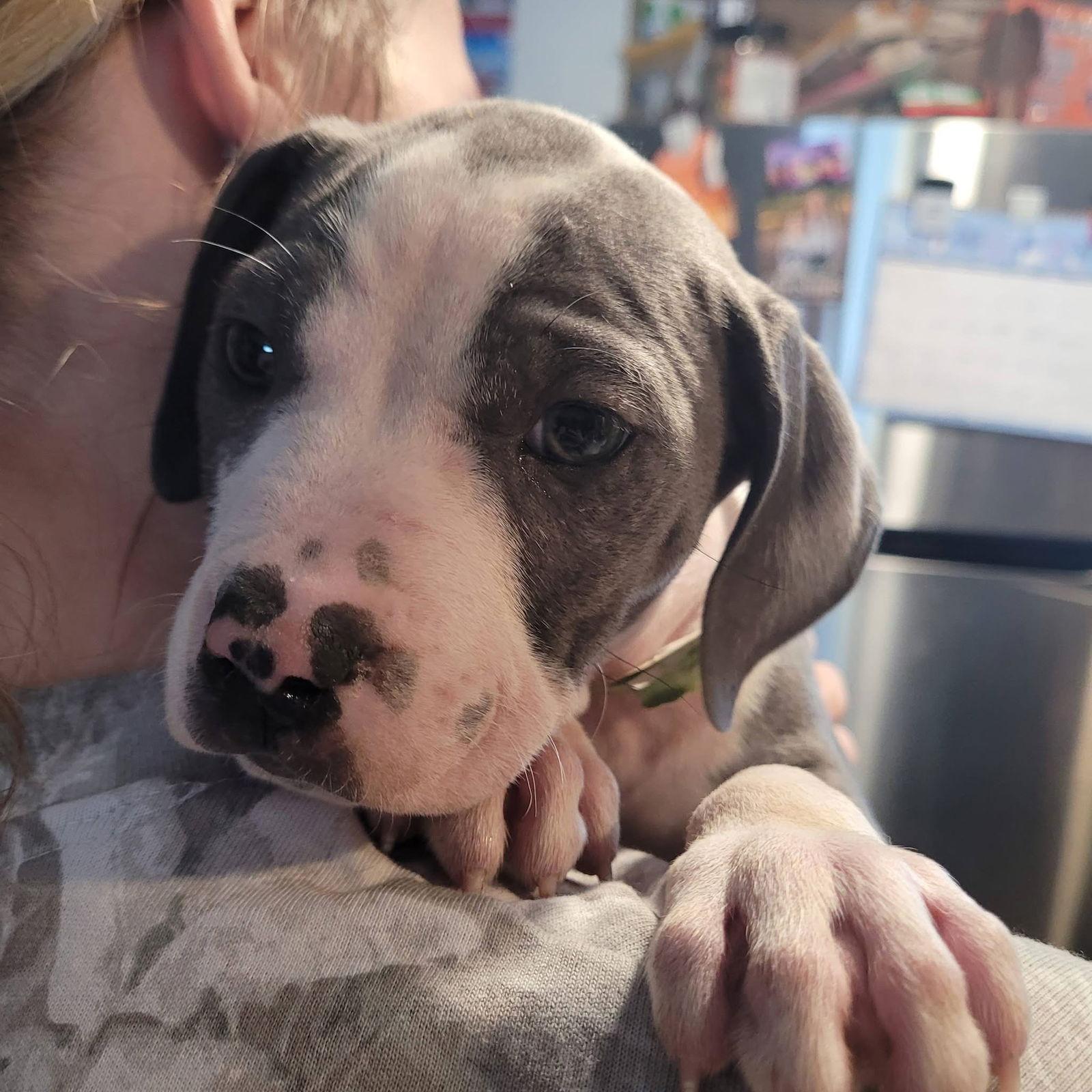 Moto Moto, Adoptable, Puppy Male Pit Bull Terrier.