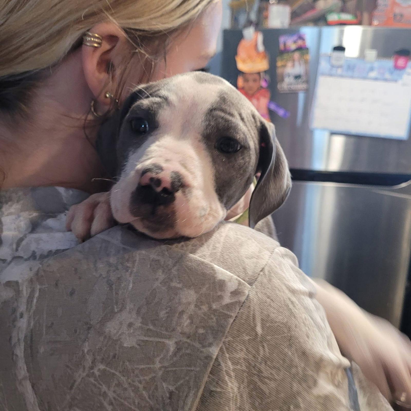 Enlarge Moto Moto, a Adoptable Pit Bull Terrier in New London, WI image 2/3