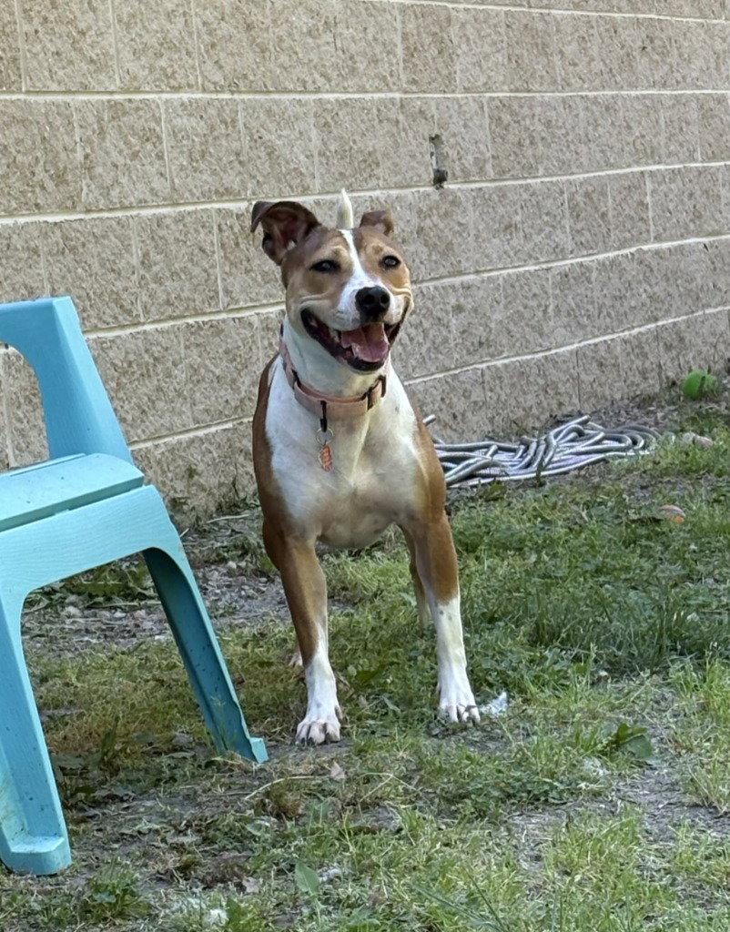DA 27 Macie Moo, Adoptable, Adult Female Jack Russell Terrier & Pit Bull Terrier.