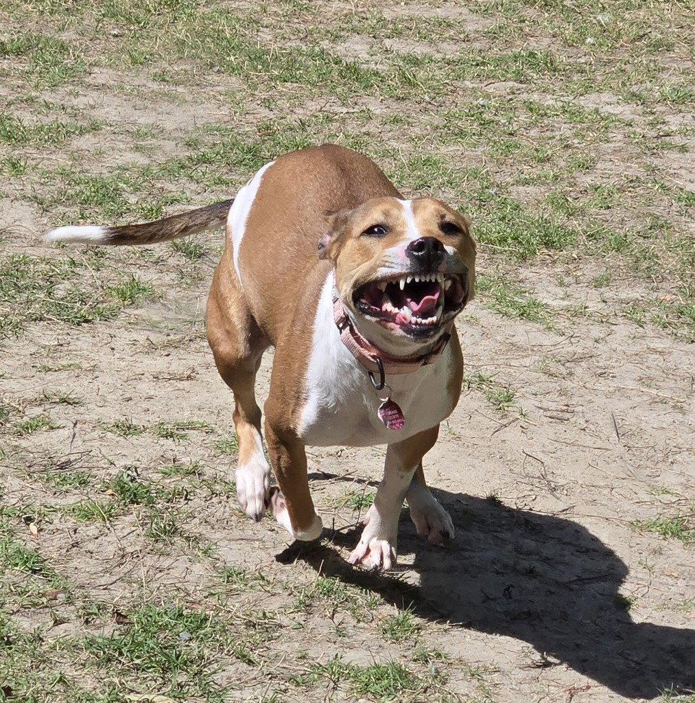 DA 27 Macie Moo, Adoptable, Adult Female Jack Russell Terrier & Pit Bull Terrier.