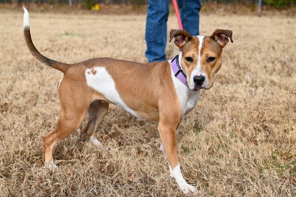 Enlarge DA 27 Macie Moo, a Adoptable Pit Bull Terrier in Glen Allen, VA image 1/3