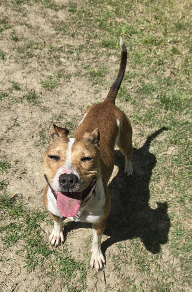 Enlarge DA 27 Macie Moo, a Adoptable mixed breed in Glen Allen, VA image 2/3