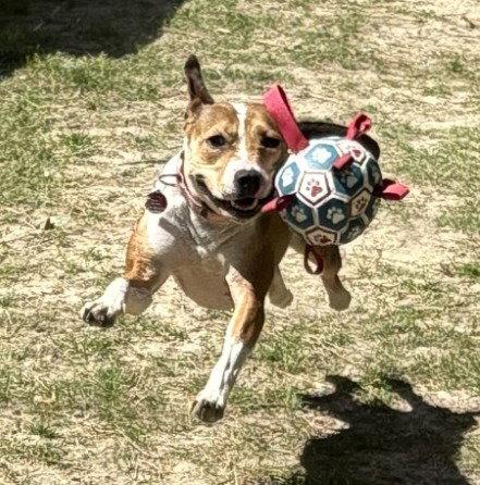 Enlarge DA 27 Macie Moo, a Adoptable mixed breed in Glen Allen, VA image 2/3