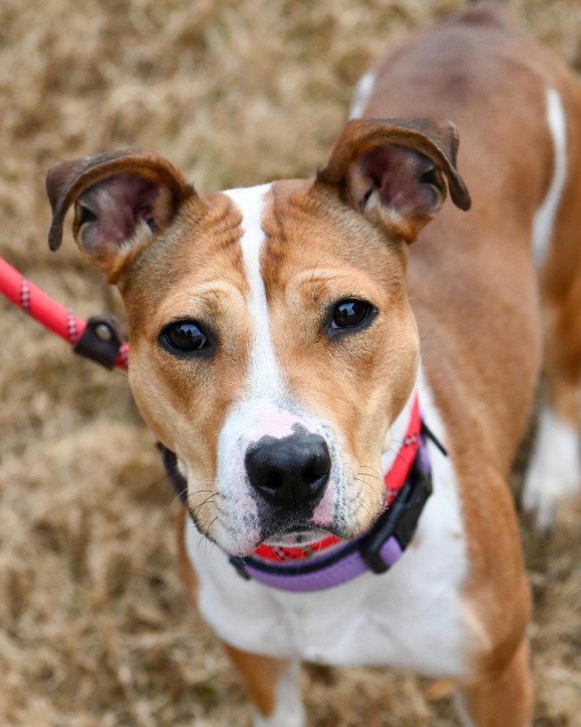 Enlarge DA 27 Macie Moo, a Adoptable mixed breed in Glen Allen, VA image 3/3