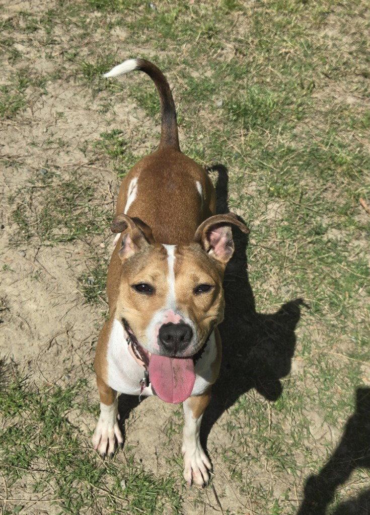 Enlarge DA 27 Macie Moo, a Adoptable mixed breed in Glen Allen, VA image 3/3