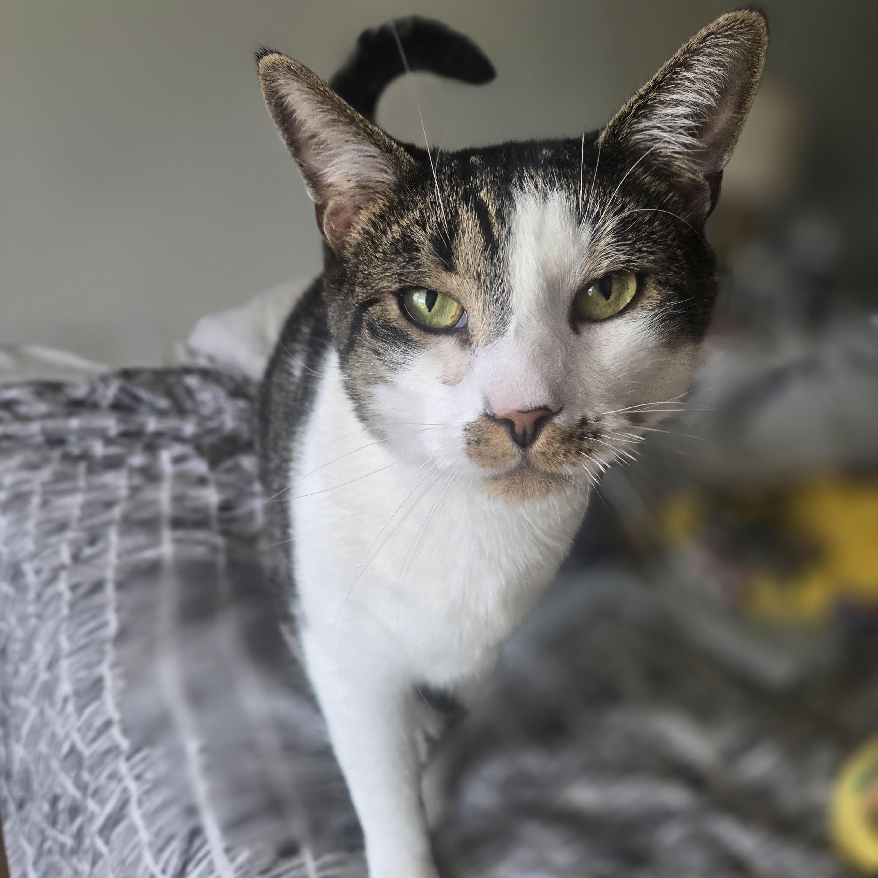 Enlarge Mister Stache, a Adoptable Domestic Short Hair in Elizabeth, NJ image 2/6