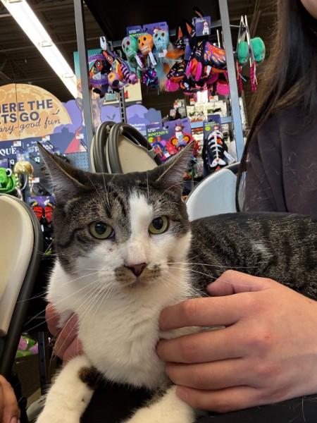 Enlarge Mister Stache, a Adoptable Domestic Short Hair in Elizabeth, NJ image 3/6