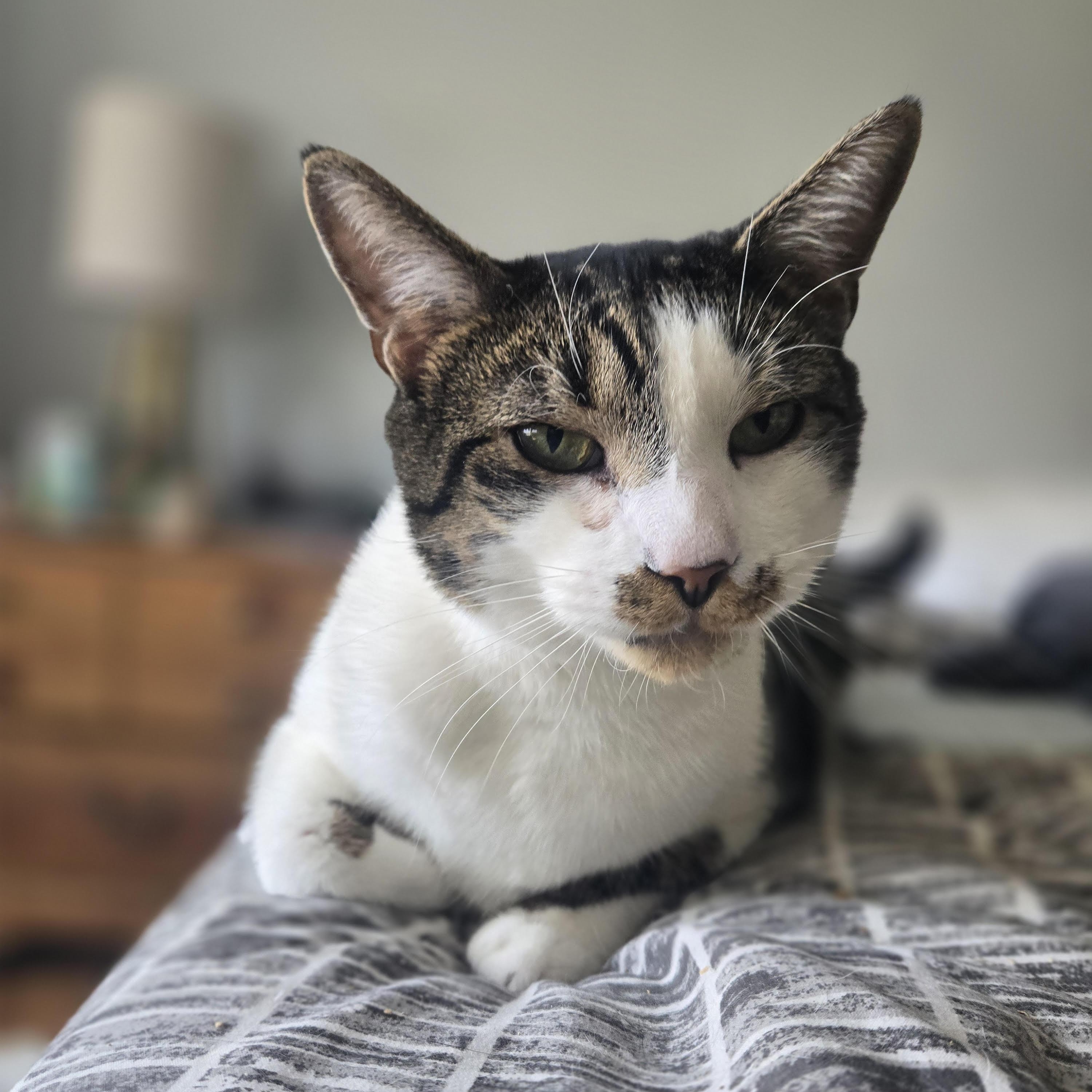 Enlarge Mister Stache, a Adoptable Domestic Short Hair in Elizabeth, NJ image 4/6