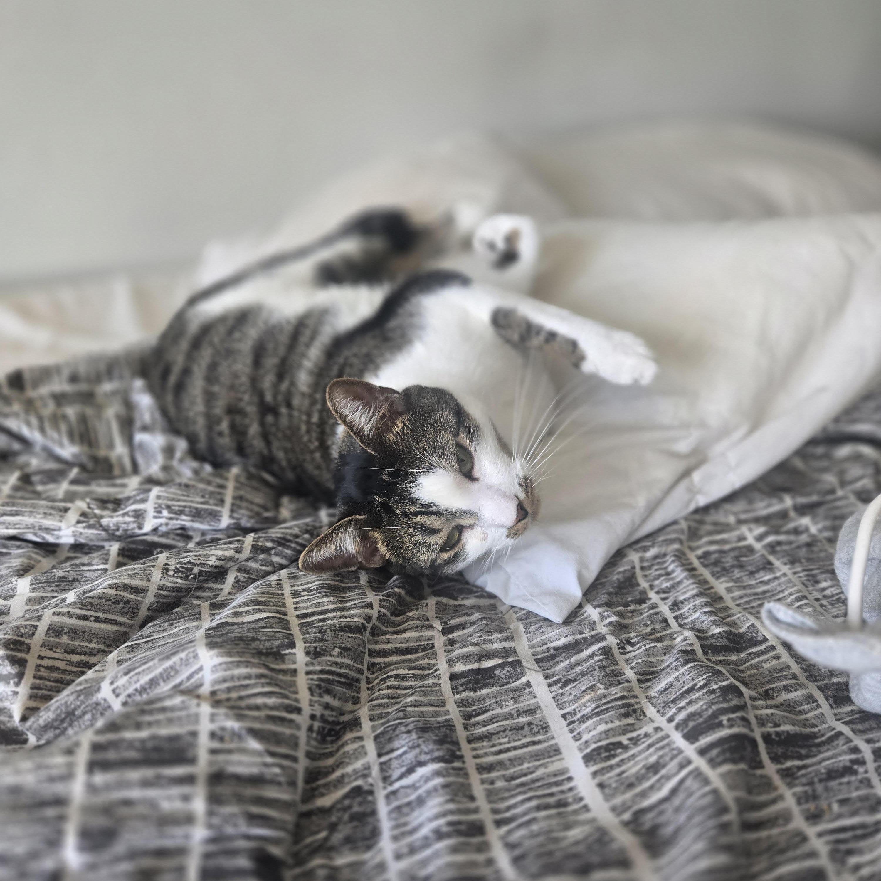 Enlarge Mister Stache, a Adoptable Domestic Short Hair in Elizabeth, NJ image 5/6