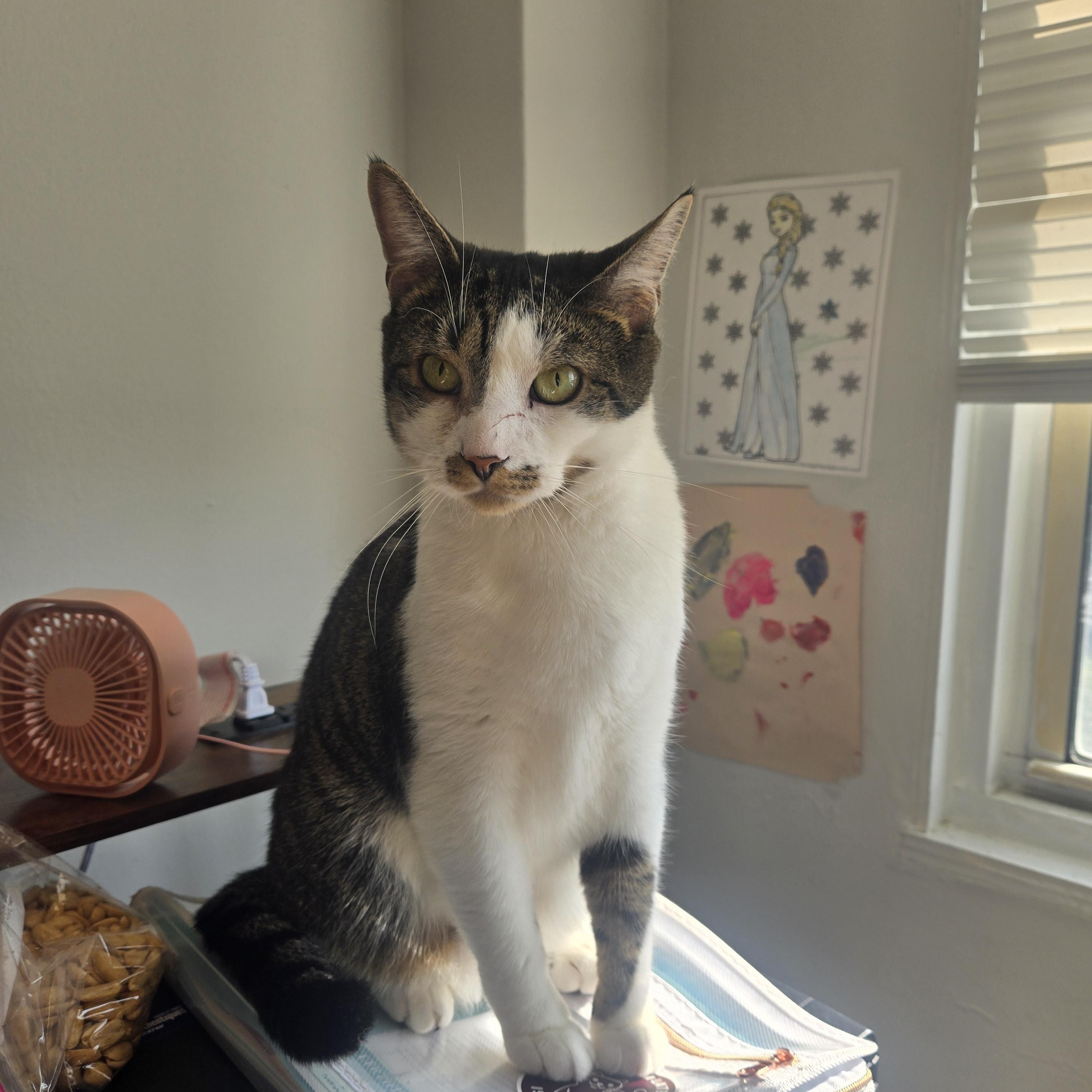 Enlarge Mister Stache, a Adoptable Domestic Short Hair in Elizabeth, NJ image 1/6