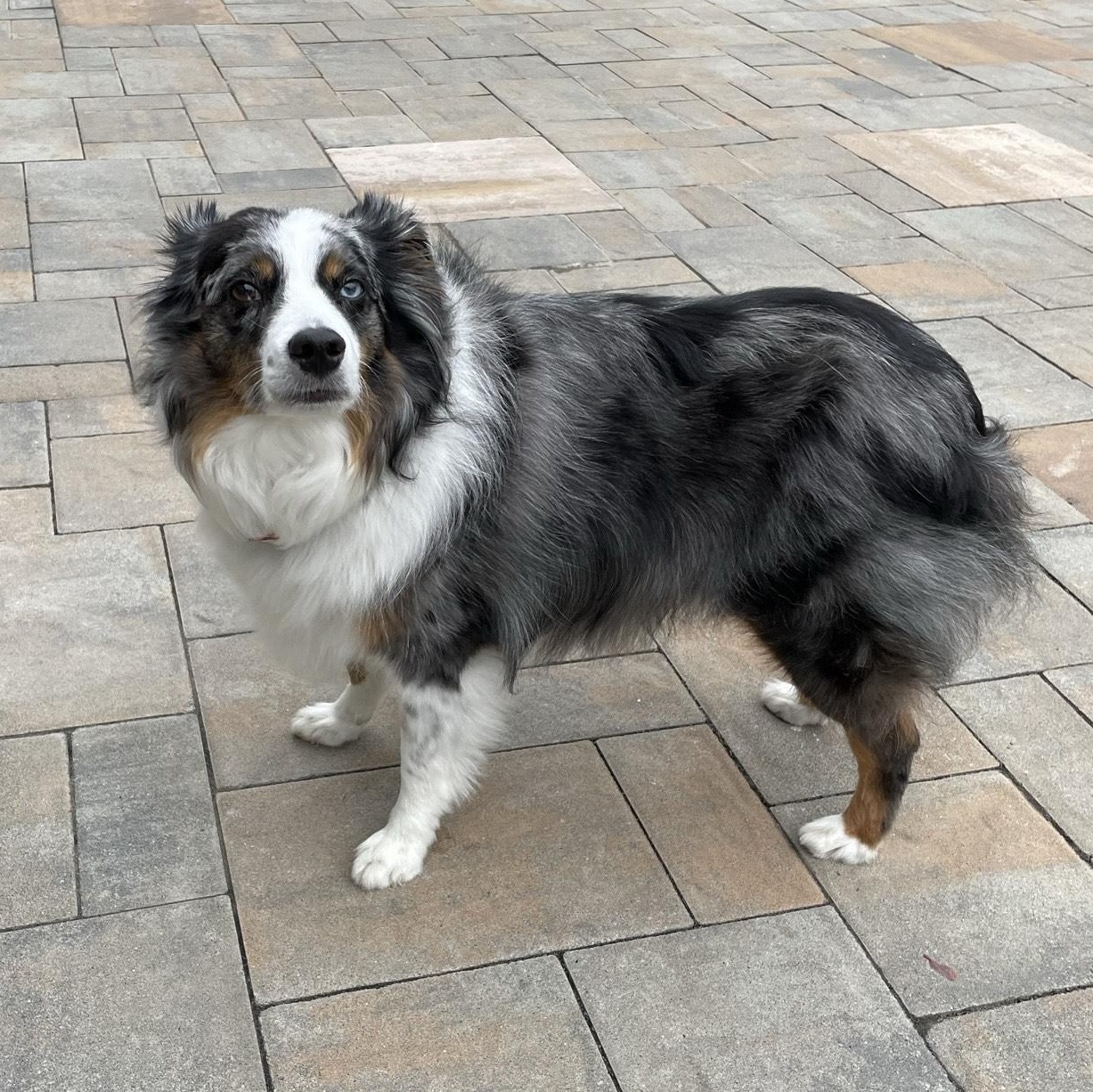Benji *courtesy post*