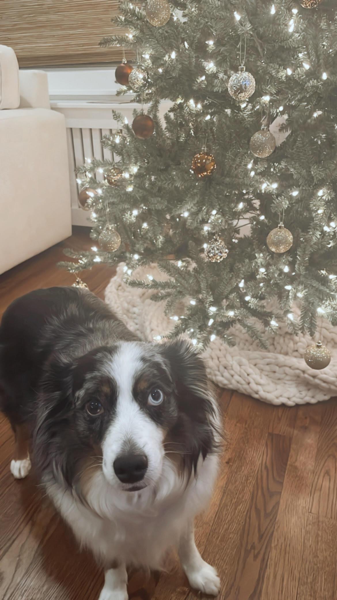 Enlarge Benji *courtesy post*, a Adoptable Australian Shepherd in Merrick, NY image 4/6