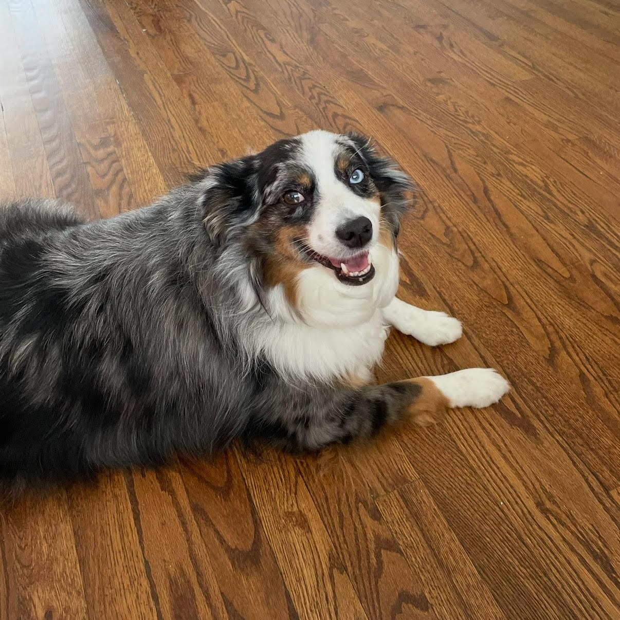 Benji *courtesy post*