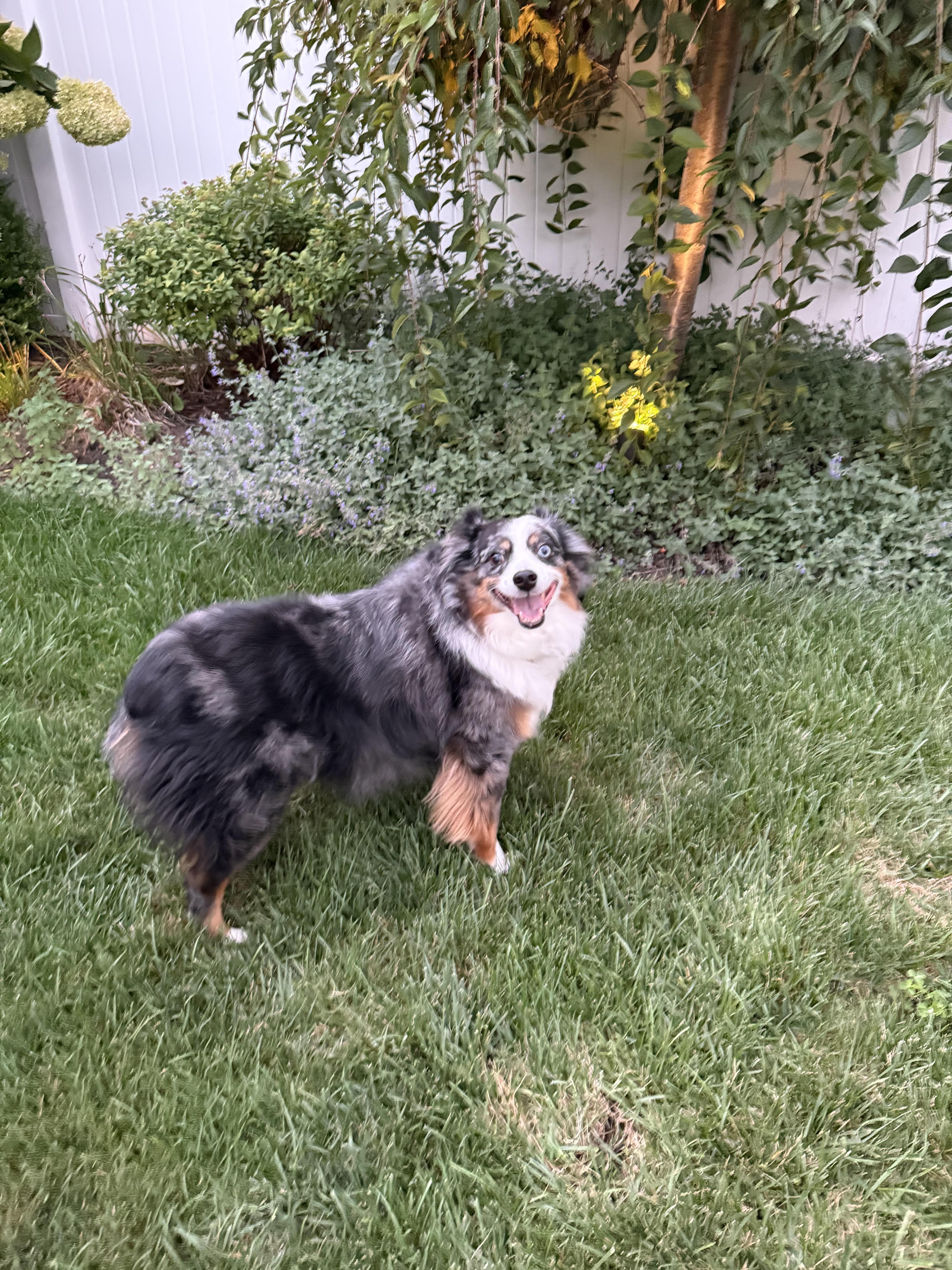 Enlarge Benji *courtesy post*, a Adoptable Australian Shepherd in Merrick, NY image 3/6