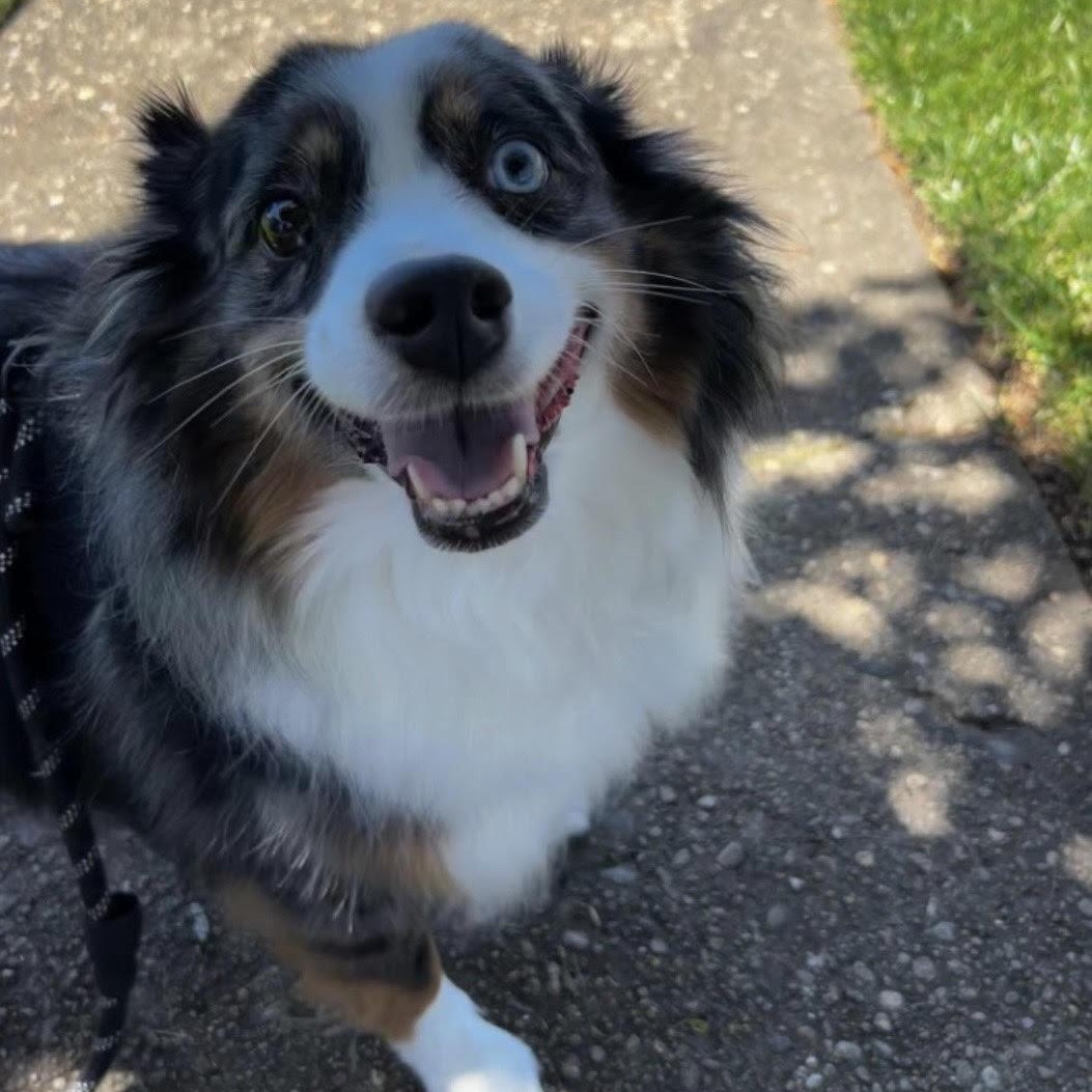Benji *courtesy post*, Adoptable, Adult Male Australian Shepherd.