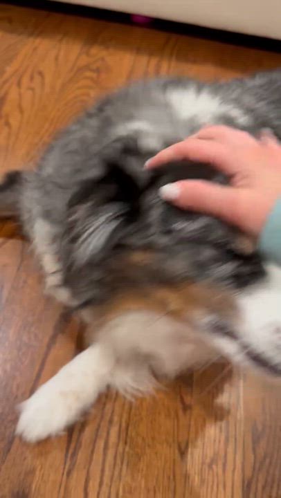 Enlarge Benji *courtesy post*, a Adoptable Australian Shepherd in Merrick, NY video 5/6