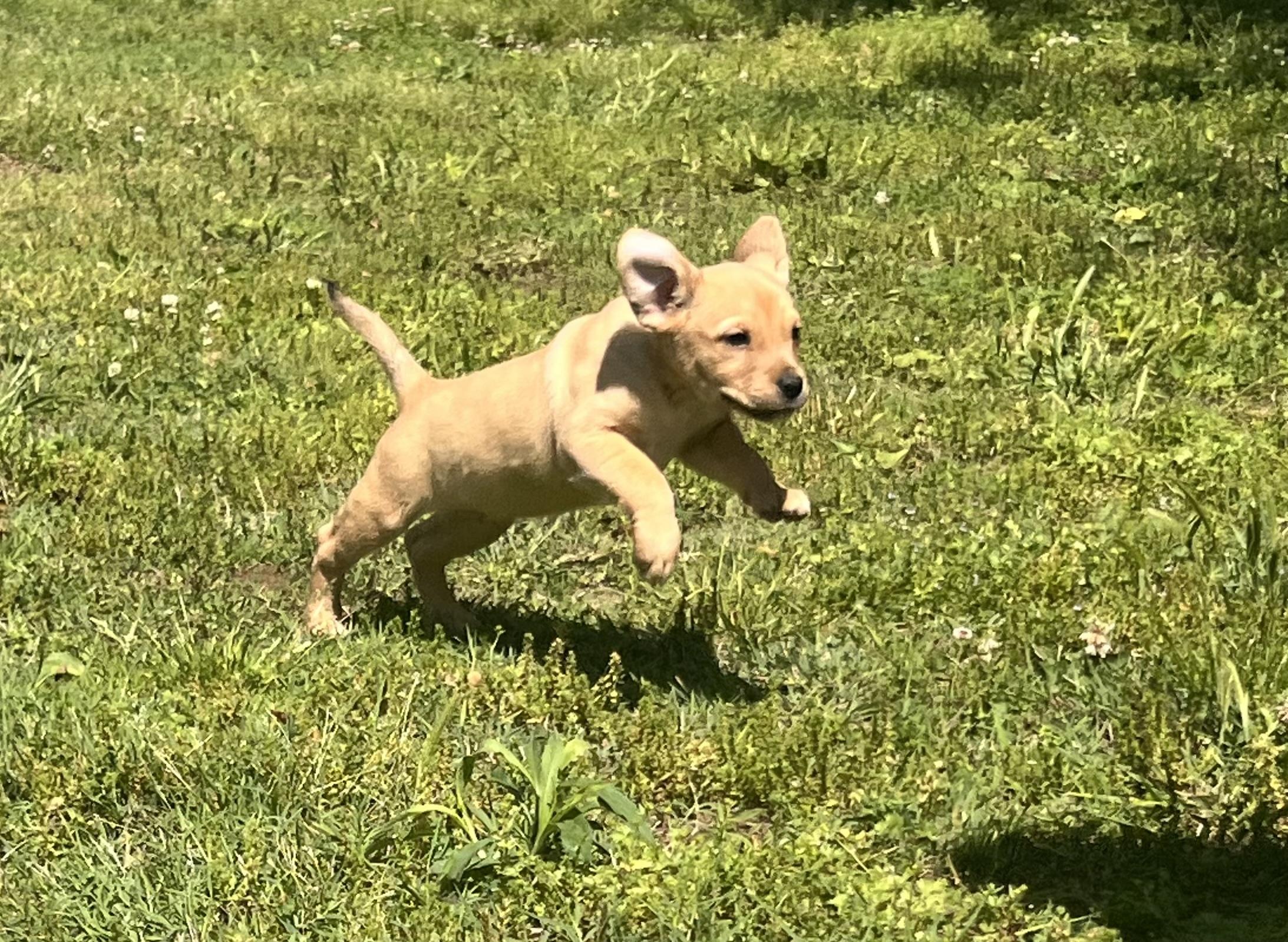 Yvette- Come Meet Me, a ADOPTABLE mixed breed in Medfield, MA image 1/6