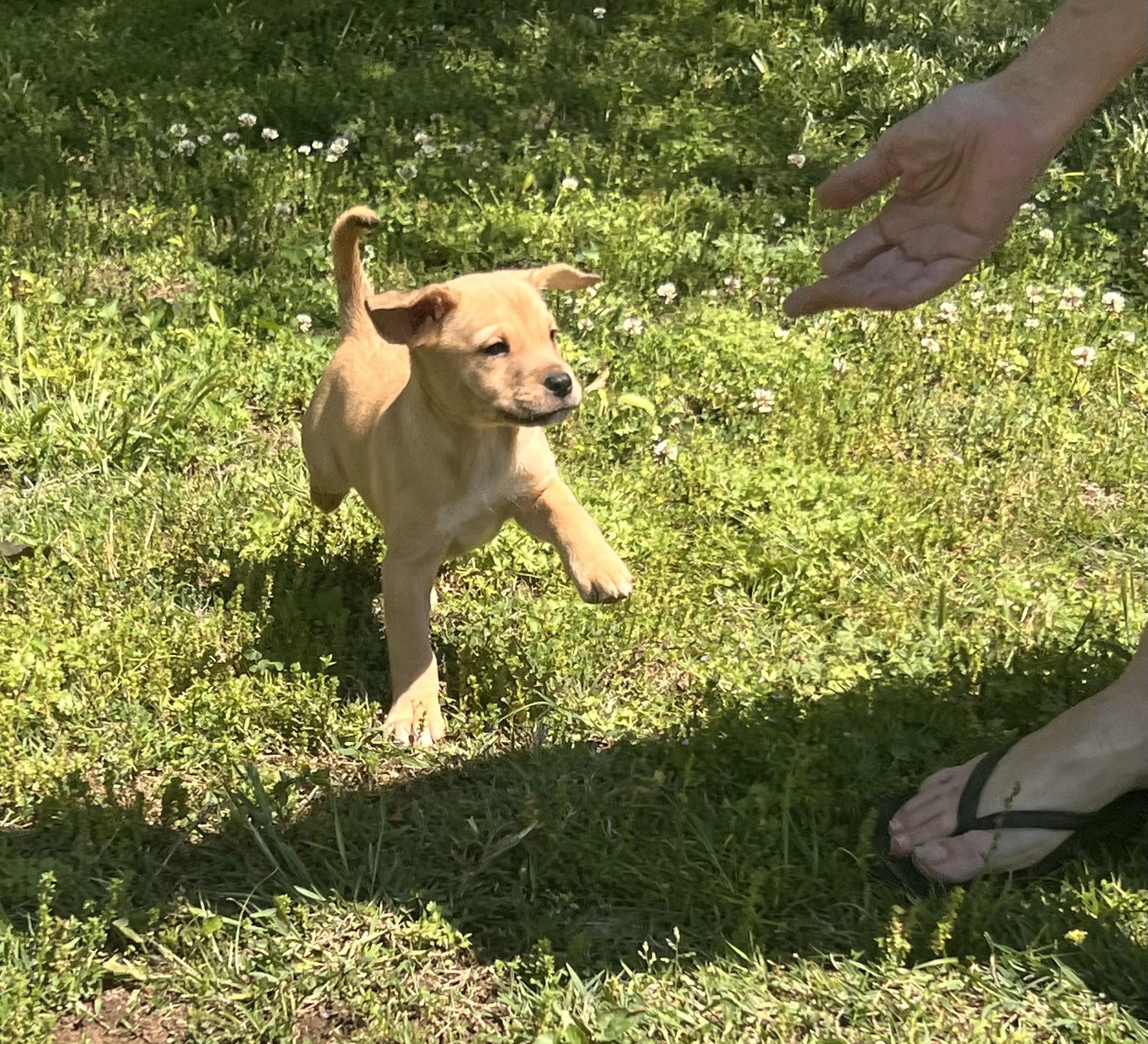 Yvette- Come Meet Me, a ADOPTABLE mixed breed in Medfield, MA image 3/6