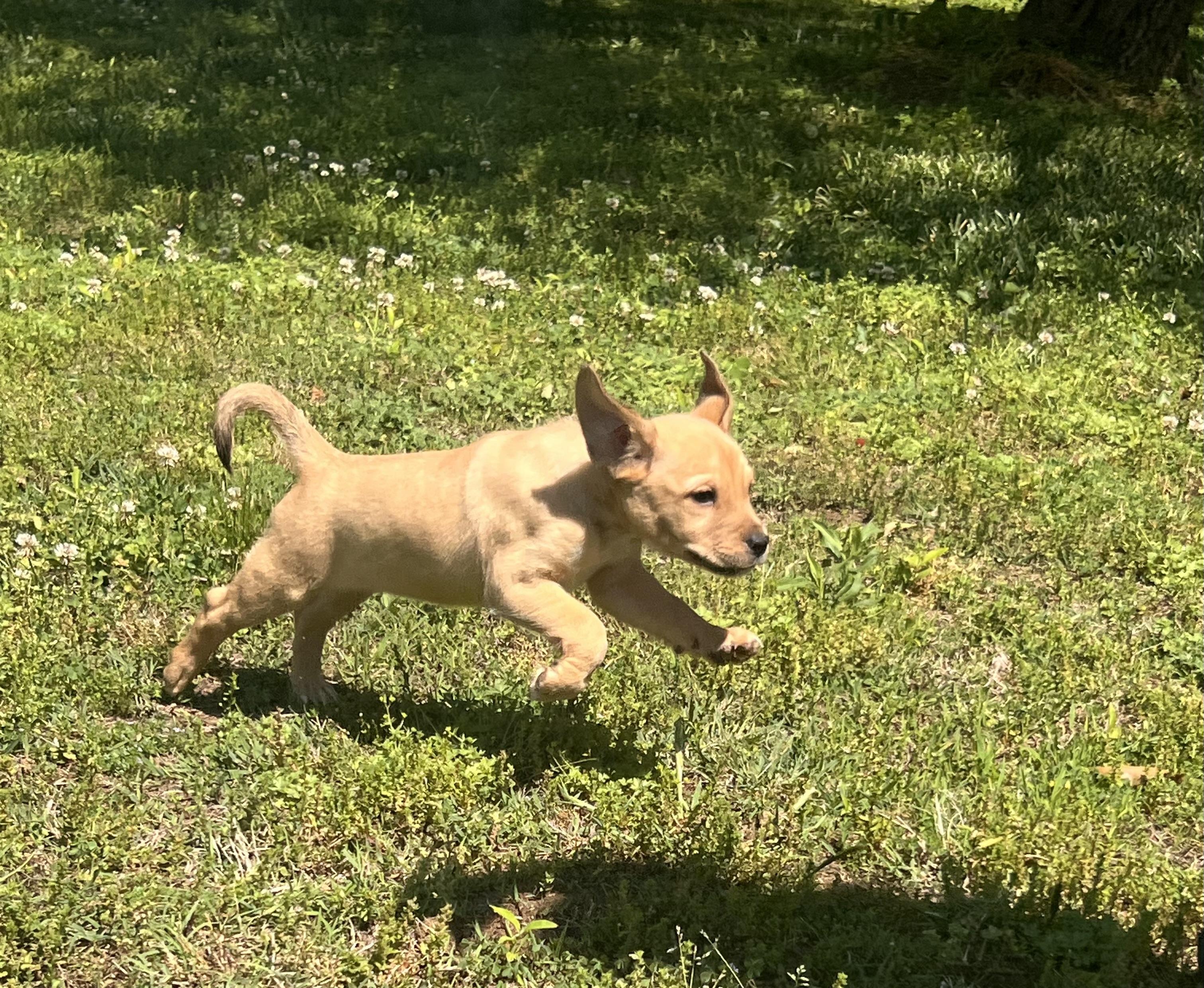 Yvette- Come Meet Me, a ADOPTABLE mixed breed in Medfield, MA image 5/6