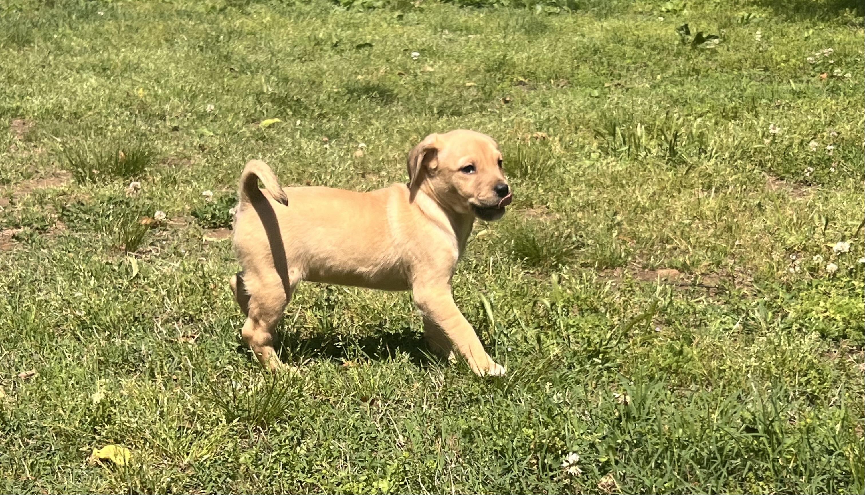 Yvette- Come Meet Me, a ADOPTABLE mixed breed in Medfield, MA image 2/6