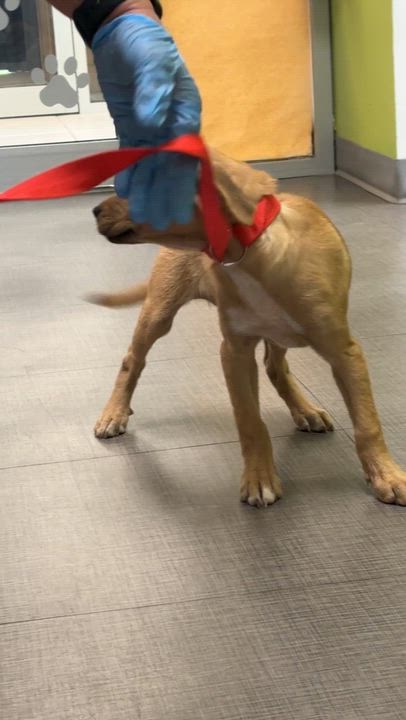 Enlarge Yvette- Come Meet Me, a ADOPTABLE mixed breed in Medfield, MA video 6/6