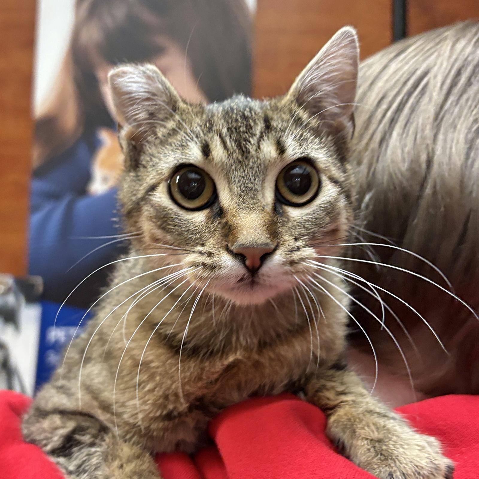 Enlarge Penelope, a Adoptable Domestic Short Hair in Sonora, CA image 1/1