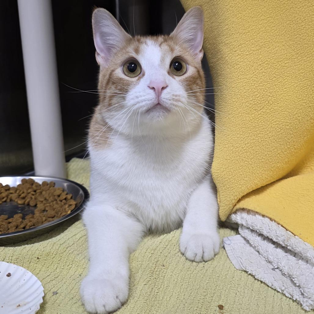 Oliver, Adoptable, Young Male Domestic Short Hair.