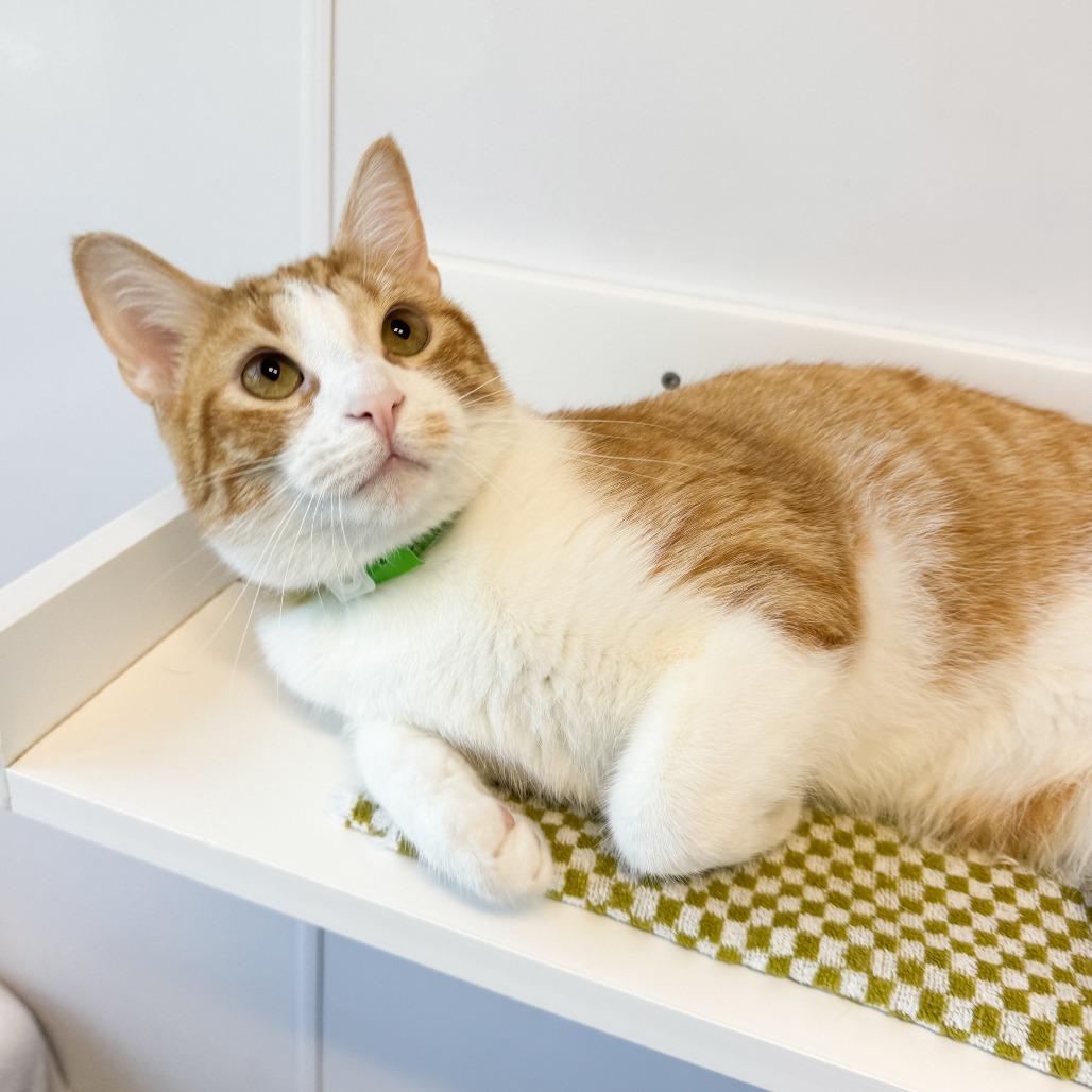 Oliver, a Adoptable Domestic Short Hair in Fort Wayne, IN image 2/6