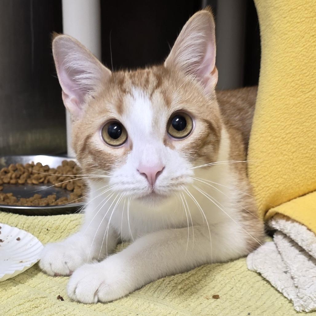 Oliver, a Adoptable Domestic Short Hair in Fort Wayne, IN image 3/6